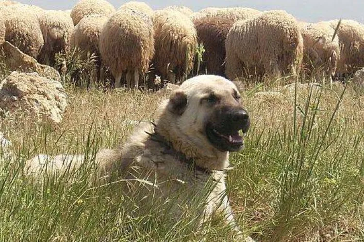 Alertă pe o stradă din Cluj! Un câine suspectat că vine de la o stână umblă liber printre case și la intrarea într-un parc: „Trebuie făcute verificări!”