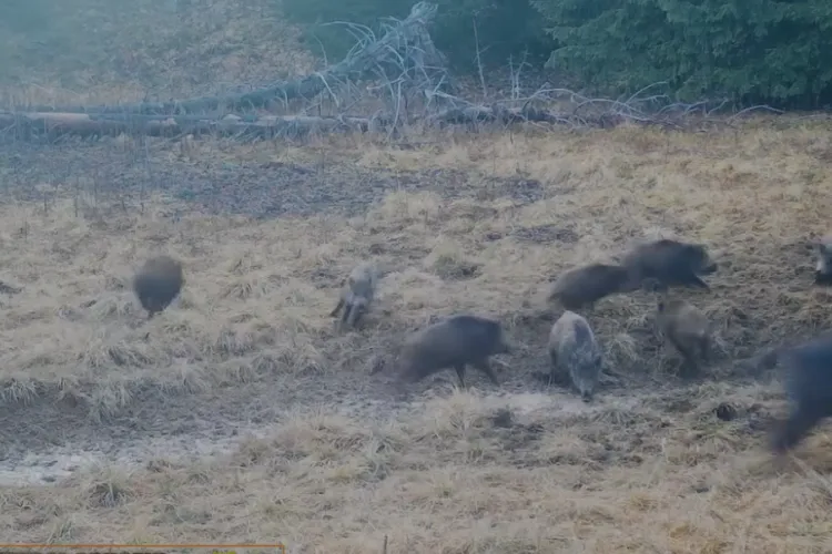 VIDEO. Pui de mistreți la proba de jogging și drăgălășenie în Apuseni: „Oare cine câștigă? Cel mai simpatic sau cel mai rapid?