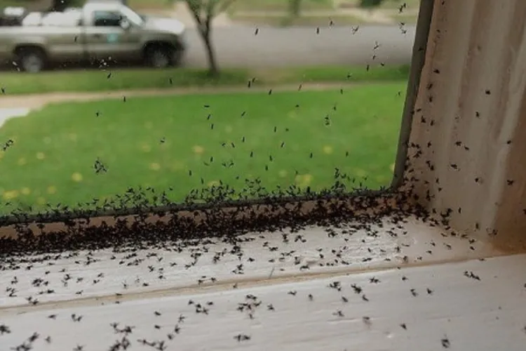 Invazie de insecte într-un cartier din Cluj-Napoca: Locuitorii cer dezinsecție urgentă: „Sunt foarte multe, ca în invazia de vară a platanilor!