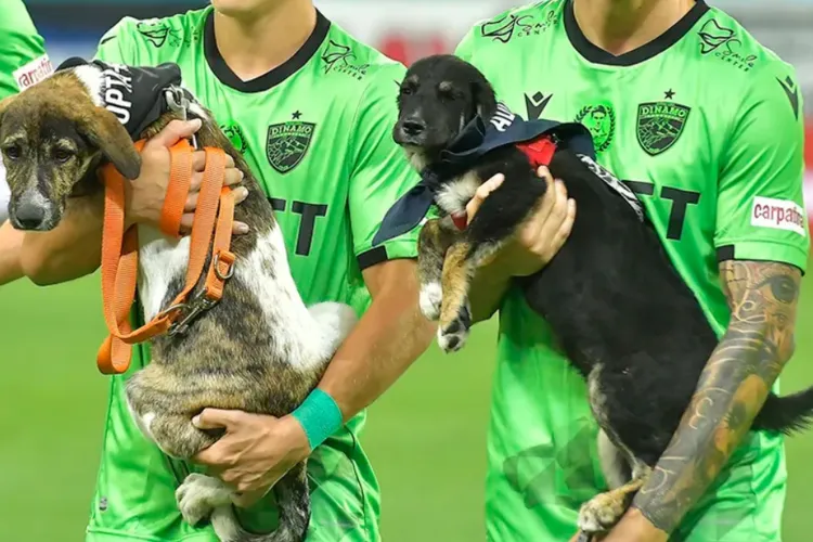 Consiliul Județean, Primăria, U Cluj și U-BT își unesc forțele în proiectul „Adoptă un Prieten pe viață”. Animăluțele vor fi prezente la meciurile importan