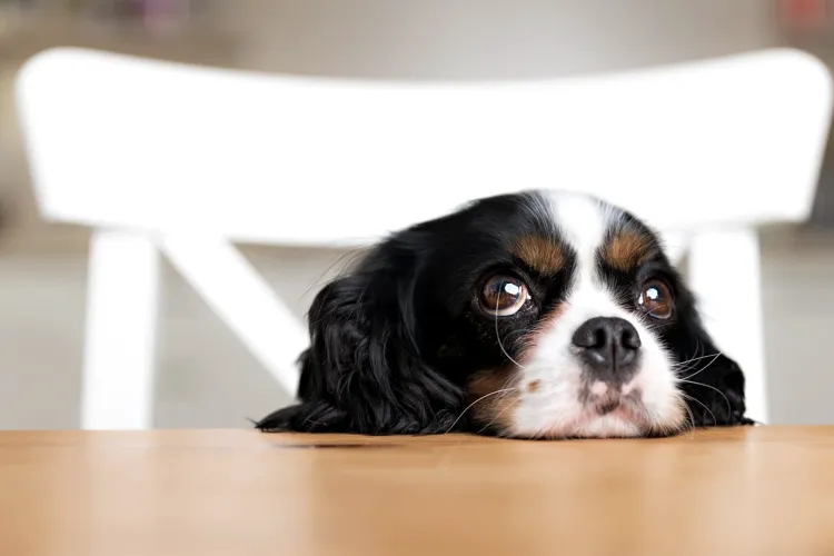 Aceste suflețele abandonate din Cluj așteaptă o familie: CJ Cluj le caută stăpâni chiar pe Cluj Arena, în fața a mii de oameni