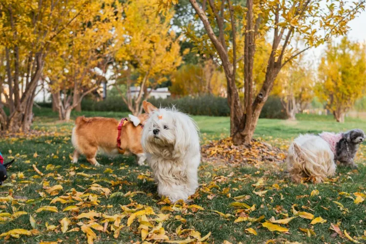 Câinii fără lesă fac legea în Cluj! Parcurile din Cluj, transformate în zone de risc pentru copii și alți câini: „Nu îi interesează regulile