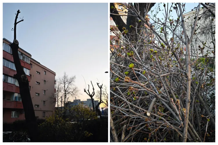 Dezbateri aprinse la Cluj: Asta e o toaletare corectă? Răspunsurile clujenilor: „Nu e incorectă, e criminală! / Suntem în oraș, nu în pădure!” Ce ziceți? 