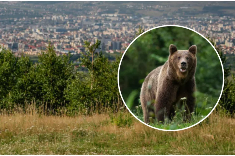 Alertă lângă Cluj-Napoca: Urs masiv surprins în Feleac. Localnicii, sfătuiți să rămână vigilenți: „Ar trebui să fim atenți zilele acestea”