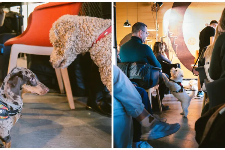 Primăvara vine cu riscuri pentru animalele de companie: Află la Iulius Mall Cluj cum îți protejezi câinele sau pisica de paraziți