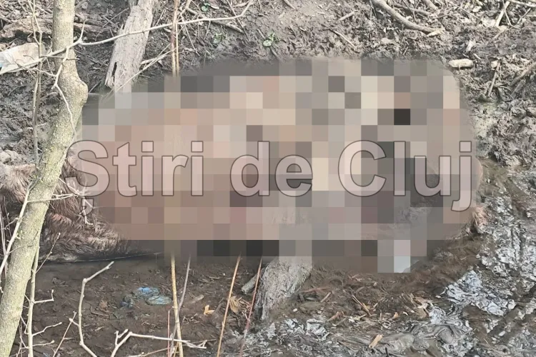 Cal mort în descompunere aruncat într-un pârâu din Florești, Cluj: „Există un focar de infecție incredibil. Cum să faci asta?” Imagini cu impact emoțional