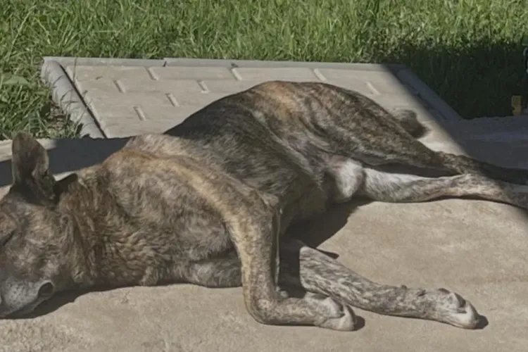 Caz emoționant în Cluj: Un cățel a fost luat din Apahida ar putea fi rătăcit în Feleac. Familia cere ajutorul clujenilor: „Ne este foarte dor de el”