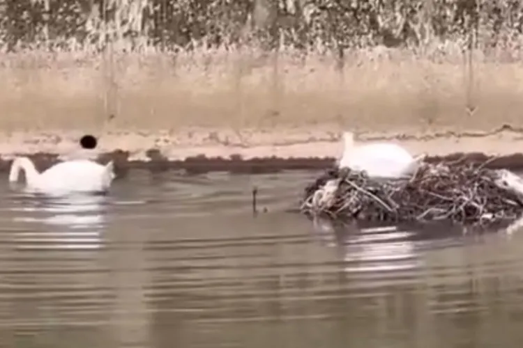 Scene adorabile în Cluj: două lebede au început construcția cuibului pe Someș, iar „locuința” promite să fie una premium - VIDEO