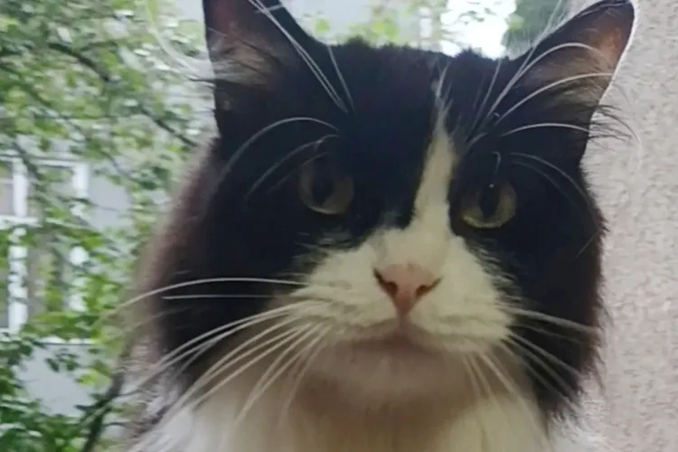 El e Jack. E un motan prietenos care a dispărut de acasă, în zona Calea Turzii, din Cluj-Napoca. Familia lui vă roagă să îl ajutați să se întoarcă acasă!