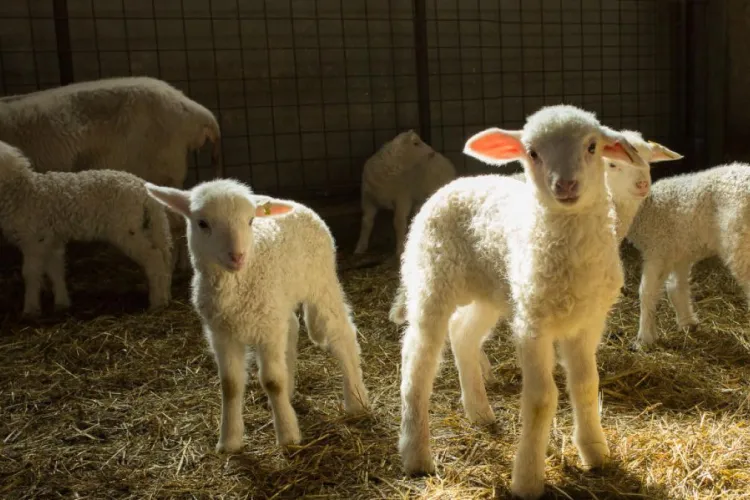 Șoc înainte de Paște! Mielul se scumpește cu până la 12% în 2026: Cât vei plăti pe kilogram și de ce conflictul din Orient influențează prețul