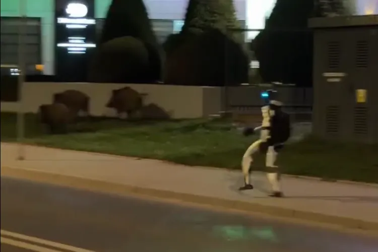 VIDEO. Imagini super simpatice cu un robot umanoid care alungă mistreții de lângă un hotel Double Tree by Hilton: Edward este foarte priceput!