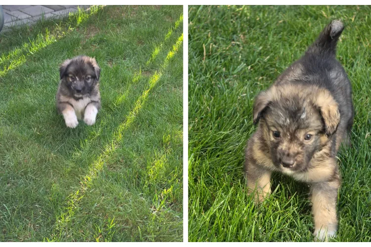 Abandonate la doar câteva săptămâni, două cățelușe din Cluj își caută o șansă la viață: „Poate împreună le găsim casa pe care o merită” FOTO 