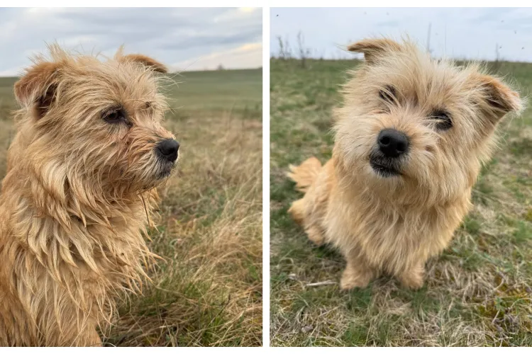 A fost găsită legată într-un sac și aruncată pe câmp! O cățelușă își caută o familie iubitoare: „Această poveste trebuie să aibă un final frumos” FOTO