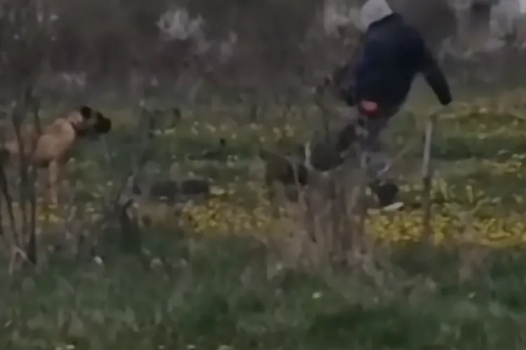 VIDEO. „Dresorul” violent filmat în timp ce lovea în mod repetat un cățel a fost găsit de polițiști. Violența l-a costat scump. Poate pe viitor are milă!