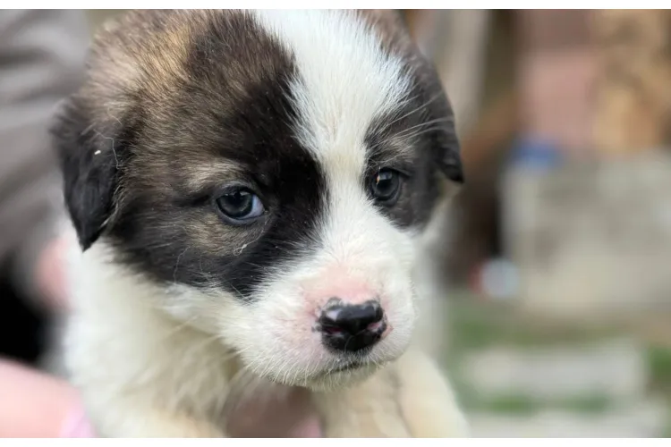Apel disperat pentru un pui de câine găsit abandonat lângă Cluj: „Chiar nimeni nu îl dorește?”  FOTO