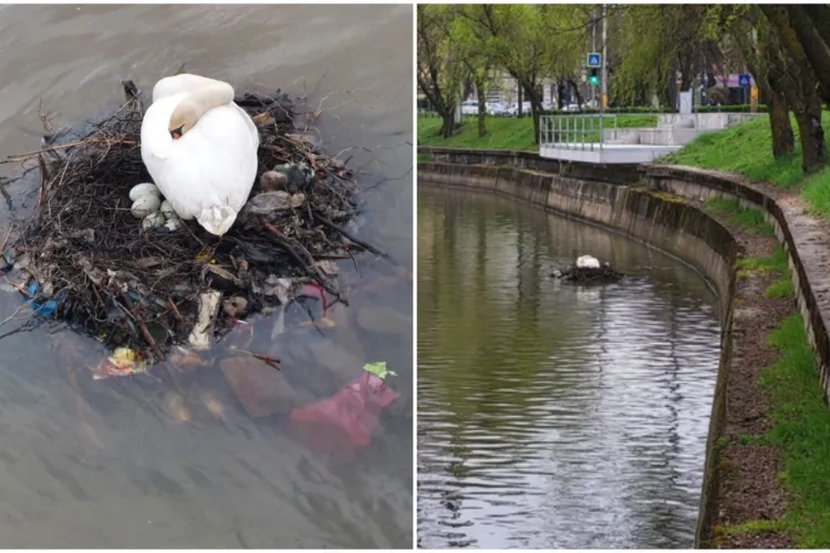 FOTO. Cuib din gunoaie pentru lebedele din Cluj. Mitul „orașului verde de cinci stele”, demontat: „Mă doare stomacul, biata pasăre!”