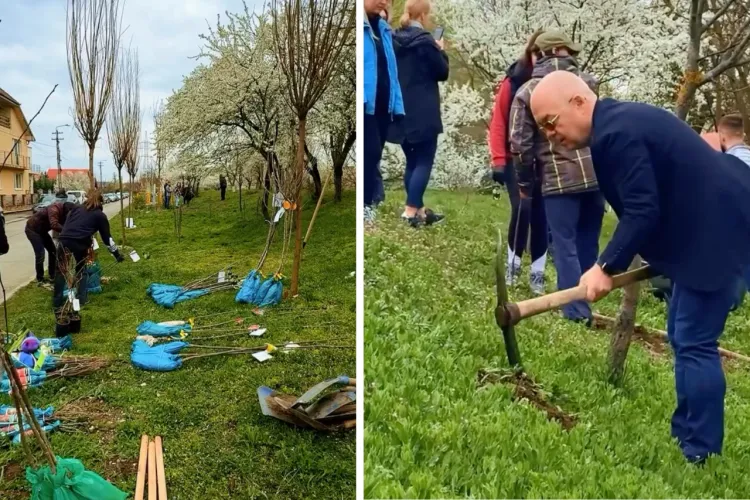 VIDEO. Studenții și sportivii din Cluj au ieșit la plantat! Peste 300 de pomi fructiferi, sădiți în Iris și Someșeni printr-un proiect european