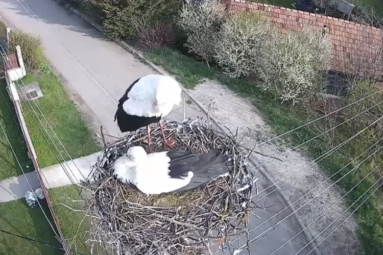 VIDEO. Berzele de la Vlaha s-au întors la cuib. „Berzele Clujului” își pregătesc deja casa pentru noul sezon. „Îndrăgostite” de Cluj, revin de 20 ani