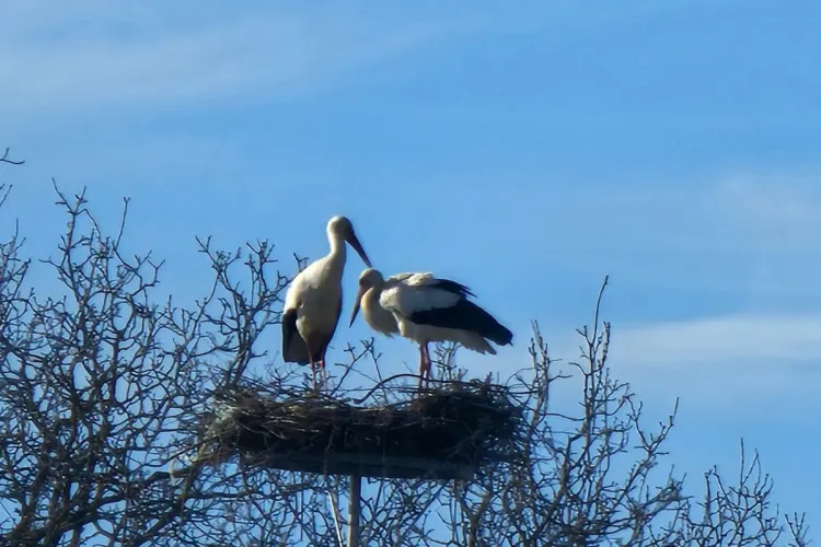 Berzele s-au întors la poliție în Cluj! IPJ le-a construit o casă nouă după ce păsările le-au blocat hornul și i-au lăsat pe ofițeri în frig