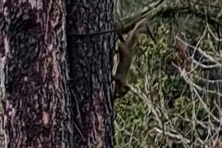 Ce surpriză! Clujenii au din nou șansa să vadă veverițele în oraș: Două au făcut spectacol într-un parc din Gheorgheni. „Pofta-i mare de mâncare!”