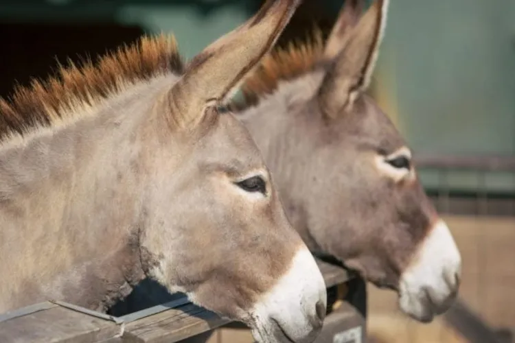 USAMV Cluj lansează un program atipic pentru studenți: Medicina măgarului devine materie de top. Universitatea a bătut palma cu o organizație din UK