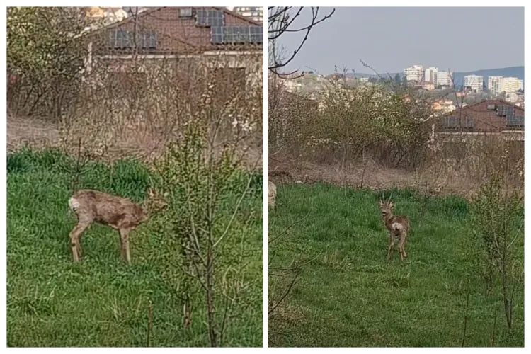 VIDEO. Ce surpriză minunată a avut o clujeancă de Paști: S-a trezit cu „Bambi” în curtea casei! Căpriorul a cucerit pe toată lumea cu drăgălășenia