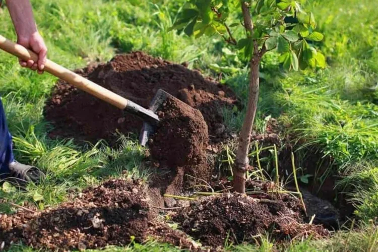 Clujenii din Apahida sunt chemați să planteze copaci: Primăria îi așteaptă pe cei interesați cu mâncare gustoasă și voie bună 