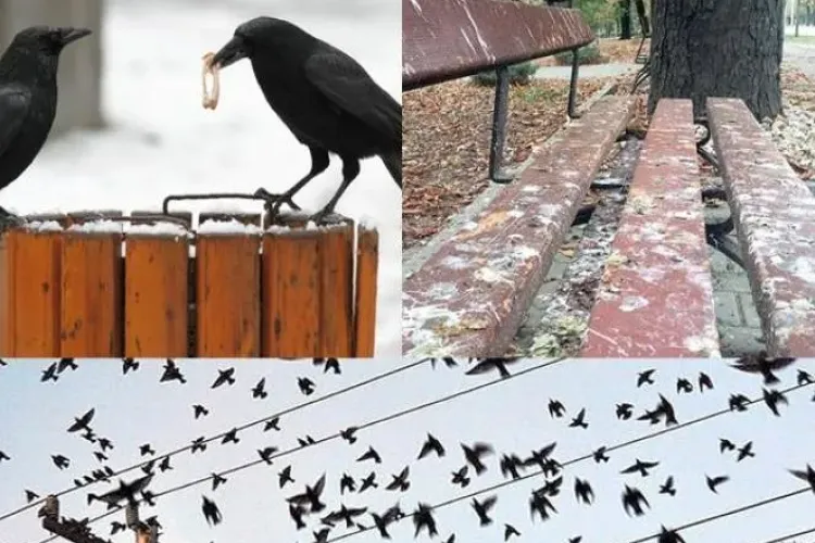 Invazie de ciori în Cluj-Napoca! Locatarii se plâng de zgomot și mizerie: „Fac o gălăgie cumplită”