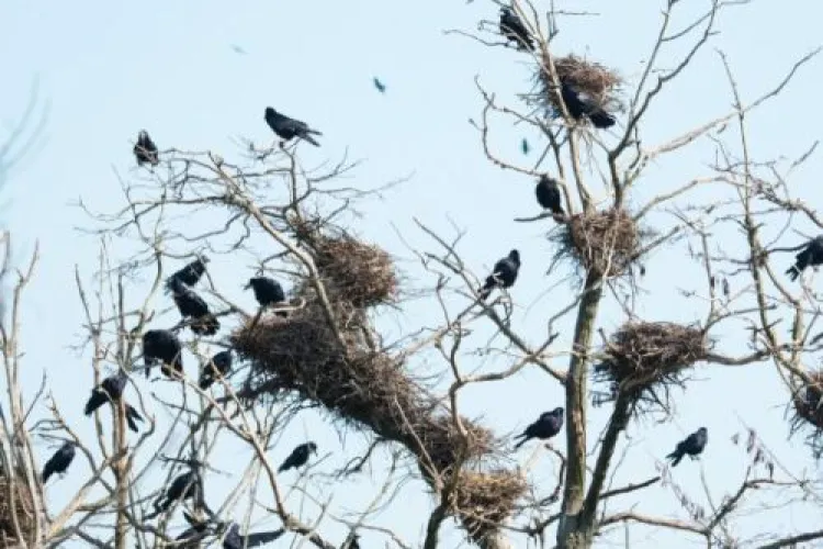 Păsările au pus stăpânire pe copacii dintre blocuri, în Cluj-Napoca! Locatarii spun că acestea devin tot mai agresive: „Pot să atace în orice moment”