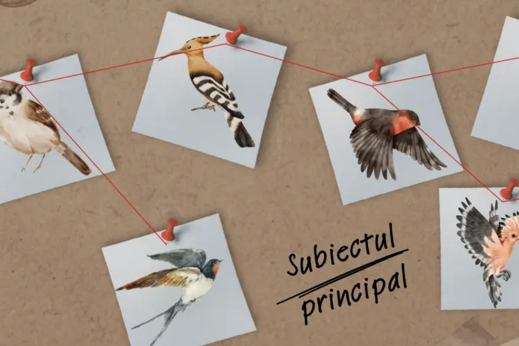 Primăria Cluj îi trimite pe clujeni la „vânătoare” de păsări! Concurs inedit cu premii în parcurile și pe malurile Someșului