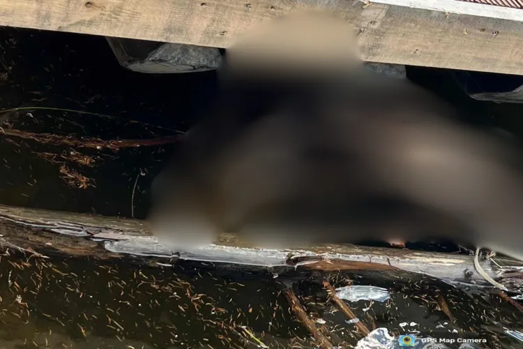 Scene halucinante la Lacul Beliș din Cluj! Un cadavru de animal în putrefacție, găsit într-o zonă frecventată: „Risc real pentru sănătatea publică