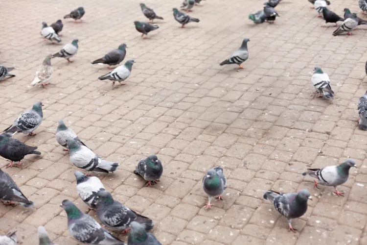 Porumbeii au invadat un bloc din Cluj din cauza unei vecine care îi hrănește zilnic: Mașinile, pline de excremente: „Există vreo soluție?”