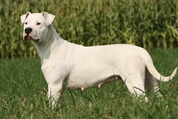 Teroare pe o stradă din Cluj! Un câine periculos ar fi scăpat din curte și ar fi atacat o femeie: „Ar fi scăpat din curte”