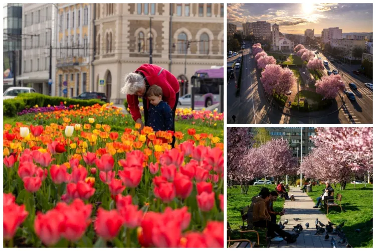 Primăvara a înflorit tot Clujul! Ieșiți afară și lăsați-vă cuceriți, durează doar câteva zile! FOTO