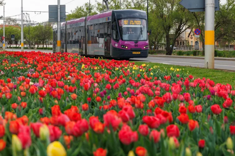 Tot orașul se mobilizează pentru marele derby al Clujului: Autobuze, troleibuze și tramvaie în program prelungit pentru meciul CFR - „U”