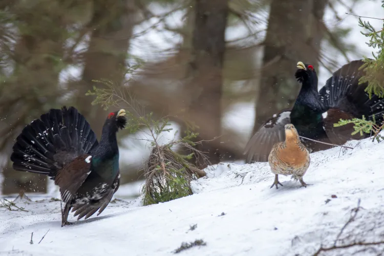 FOTO Scene superbe din Apuseni: doi cocoși de munte își dispută o puicuță într-un ritual spectaculos și rar fotografiat