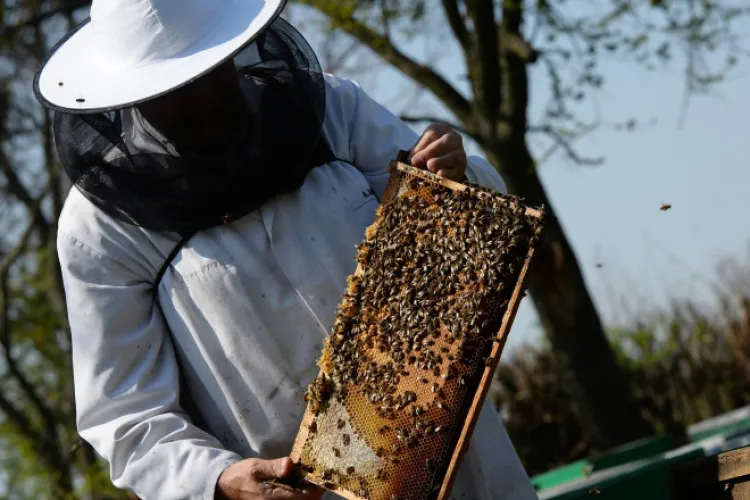 Atenție, apicultori din Cluj! Fermierii sunt obligați prin lege să vă anunțe cu 48 de ore înainte de tratamentele chimice