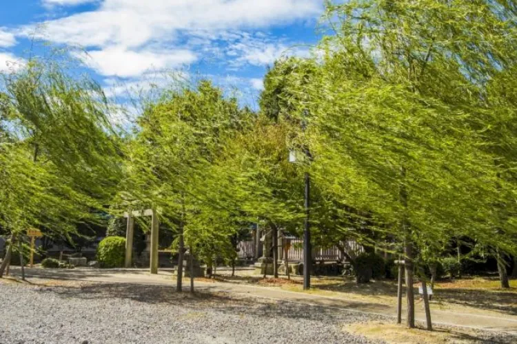 Meteorologii au avut dreptate. Vânt puternic la Cluj în această dimineață! Cât va dura acest fenomen