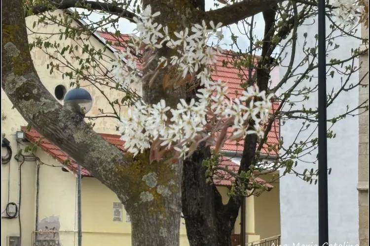 Comoara ascunsă dintr-o localitate din Cluj. Mii de oameni trec zilnic pe lângă Amelanchier Lamarckii fără să știe ce proprietăți miraculoase are