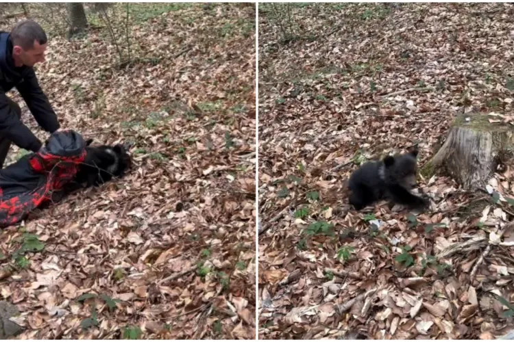 VIDEO. O localitate aflată la 140 de kilometri distanță de Cluj-Napoca a fost „invadată” de... ursuleți. Ghemotoacele de păr au fost prinse și eliberate 