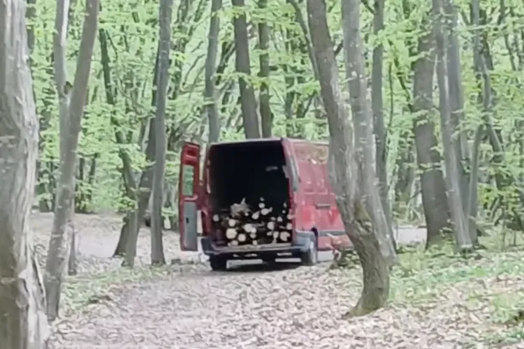 VIDEO. Două cazuri șocante de tăieri ilegale surprinse în Cluj! Șapte copaci doborâți și transportați afară din pădure: „Au văzut că îi filmez”