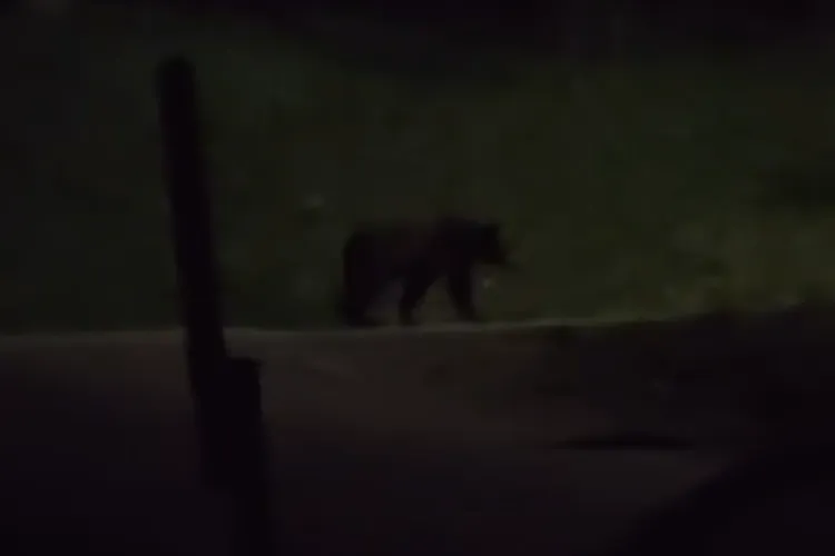 VIDEO. Alertă: Urs surprins în seara asta într-o localitate din Cluj, în apropierea caselor. Nu ieșiți să va faceți poză cu ursul. Poate fi foarte agresiv!