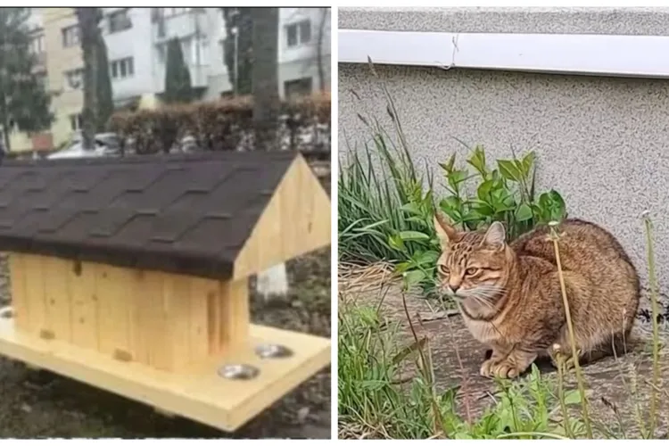 Pisicile străzii vor avea un acoperiș deasupra capului la Cluj: Se vor instala zeci de căsuțe prin tot orașul, iar clujenii fac parte din plan - VIDEO