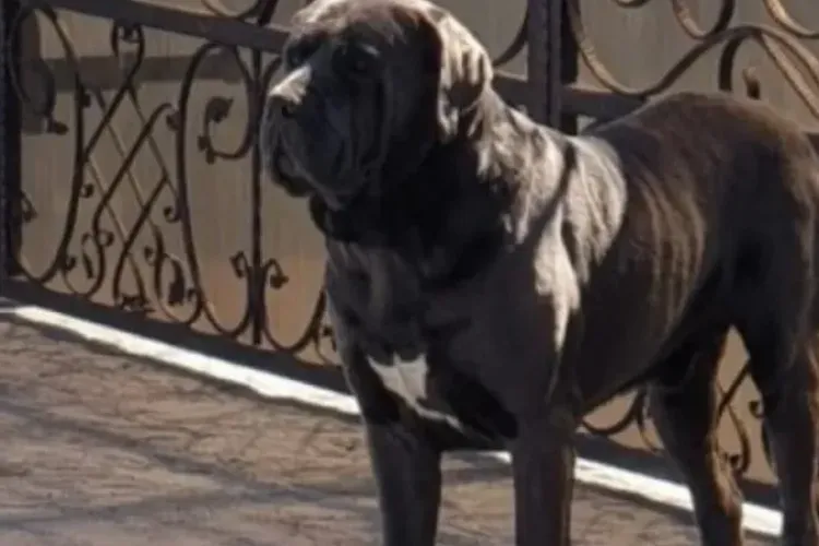 Un câine agresiv dintr-un bloc din Cluj-Napoca îi pune în pericol pe locatari: „Este foarte mare” 