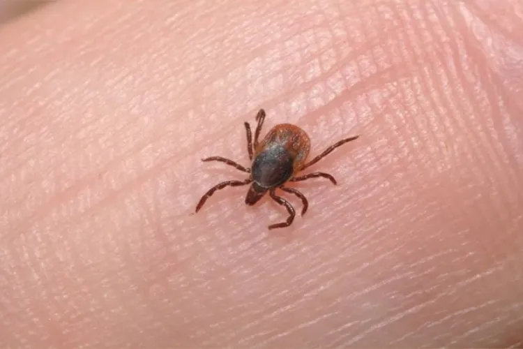 Invazie de căpușe într-un cartier din Cluj! Oamenii sunt disperați: „Zilnic scoatem 2-3 căpușe de pe câine, deși îl plimbăm doar pe asfalt