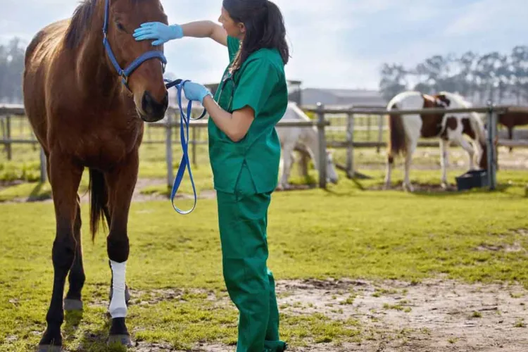 Mega-proiect ecvestru lângă Cluj: Clinică veterinară de ultimă generație construită de USAMV. Proiectul va costa 14 milioane de euro