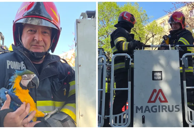 Papagalul care a pus pe jar o întreagă intervenție: Pompierii clujeni au intervenit cu autoscară pentru a îl salva de la 20 de metri înălțime - FOTO