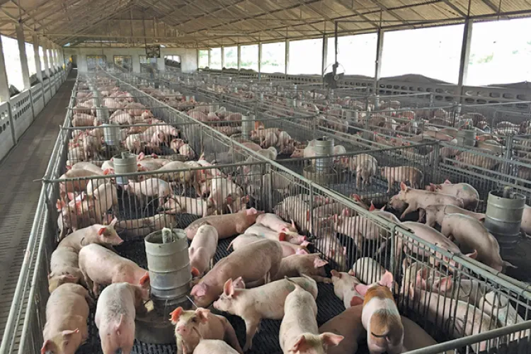 Fermele de porci din România, în pragul colapsului! Prețul a coborât sub costul de producție și sute de exploatații riscă să se închidă