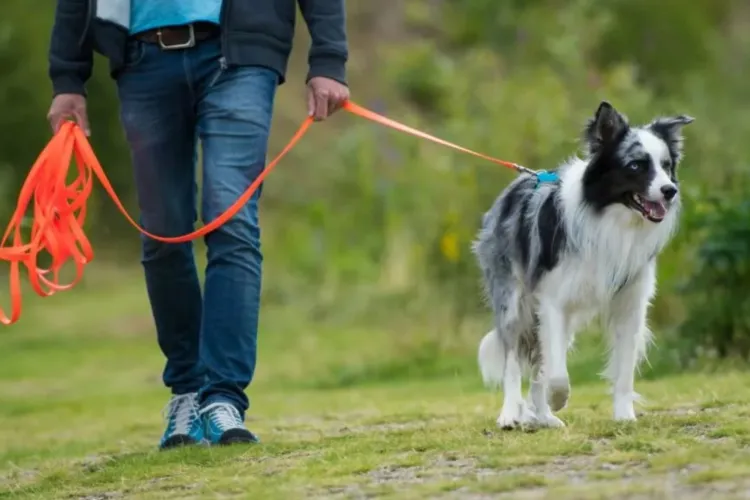 Știai că la Cluj poți să-ți sterilizezi gratuit animăluțul de companie? Cum poți beneficia gratuit de intervenții pentru câini și pisici