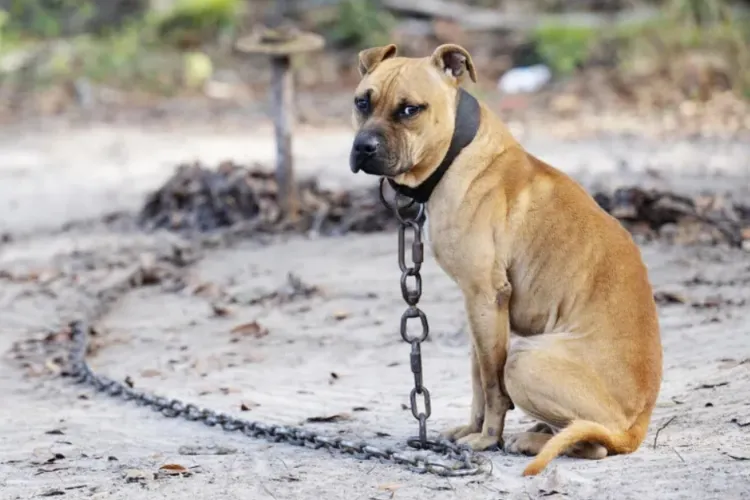 Procurorii au fost șocați. 15 persoane, trimise în judecată pentru lupte ilegale de animale. Câinii erau puși să se lupte până la moarte